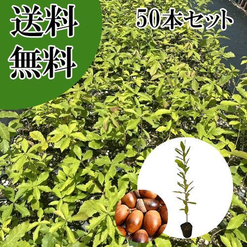 【50本セット】コナラ樹高0.5m前後10.5cmポット