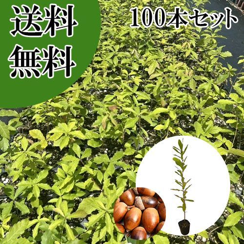 【100本セット】コナラ樹高0.5m前後10.5cmポット