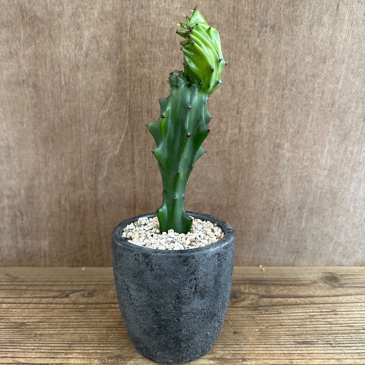 ☆リメイク鉢☆ ユーフォルビア ラクテア 綴化 Euphorbia lactea 観葉 