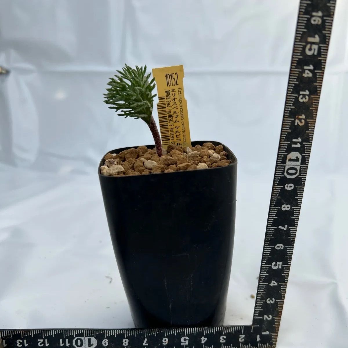 エリオスペルマム ケルビコルネ(10152) - メルカリ