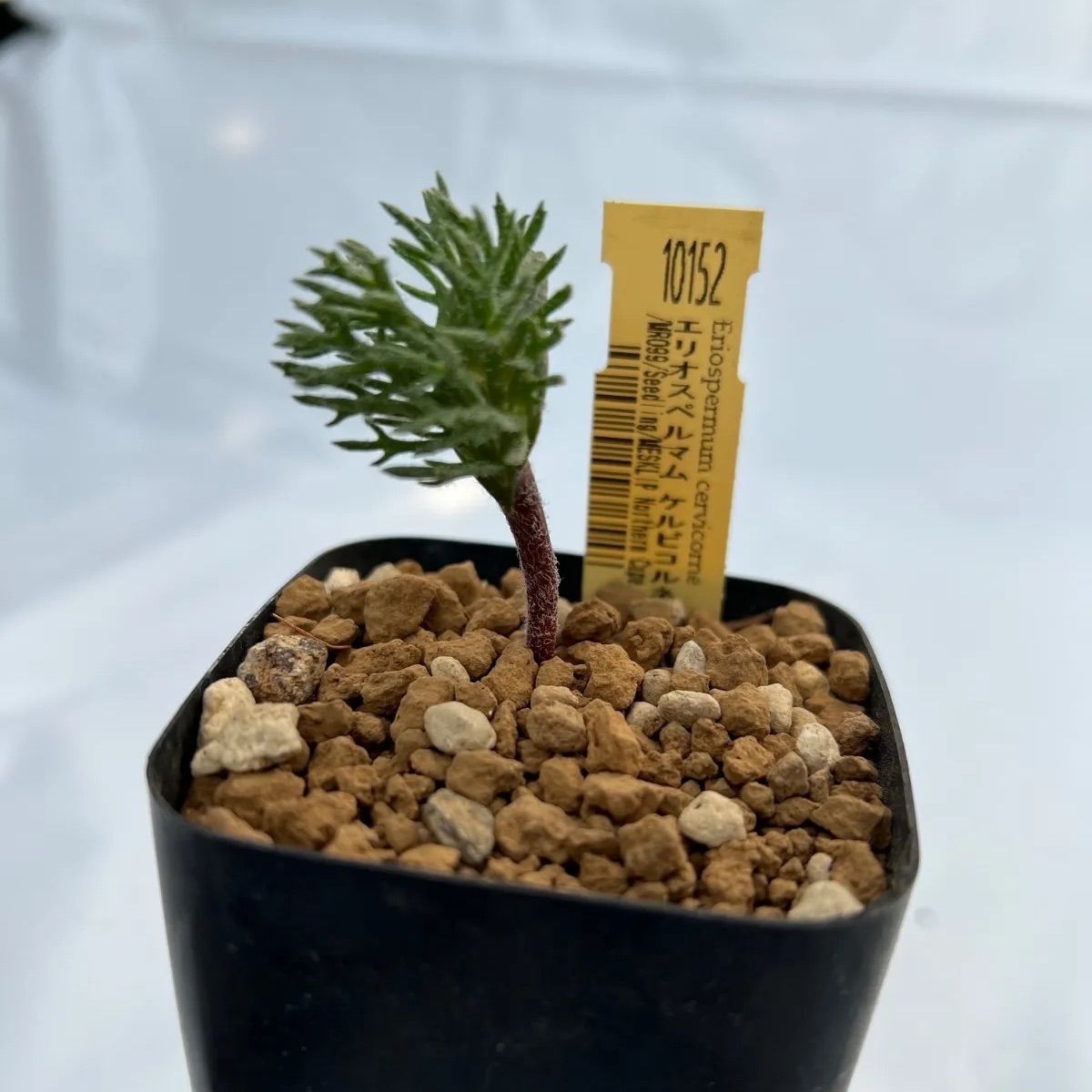 エリオスペルマム ケルビコルネ(10152) - メルカリ