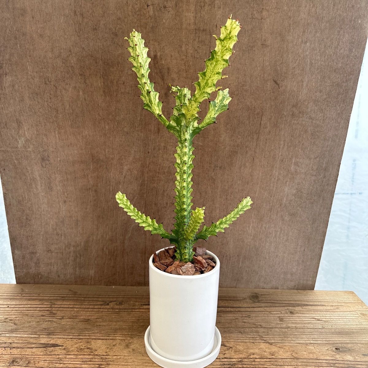 ユーフォルビア トリゴナ 黄斑 現品 陶器鉢 Euphorbia trigona yellow ユーフォルビア トリゴナ 黄斑 現品 陶器鉢 Euphorbia trigona yellow