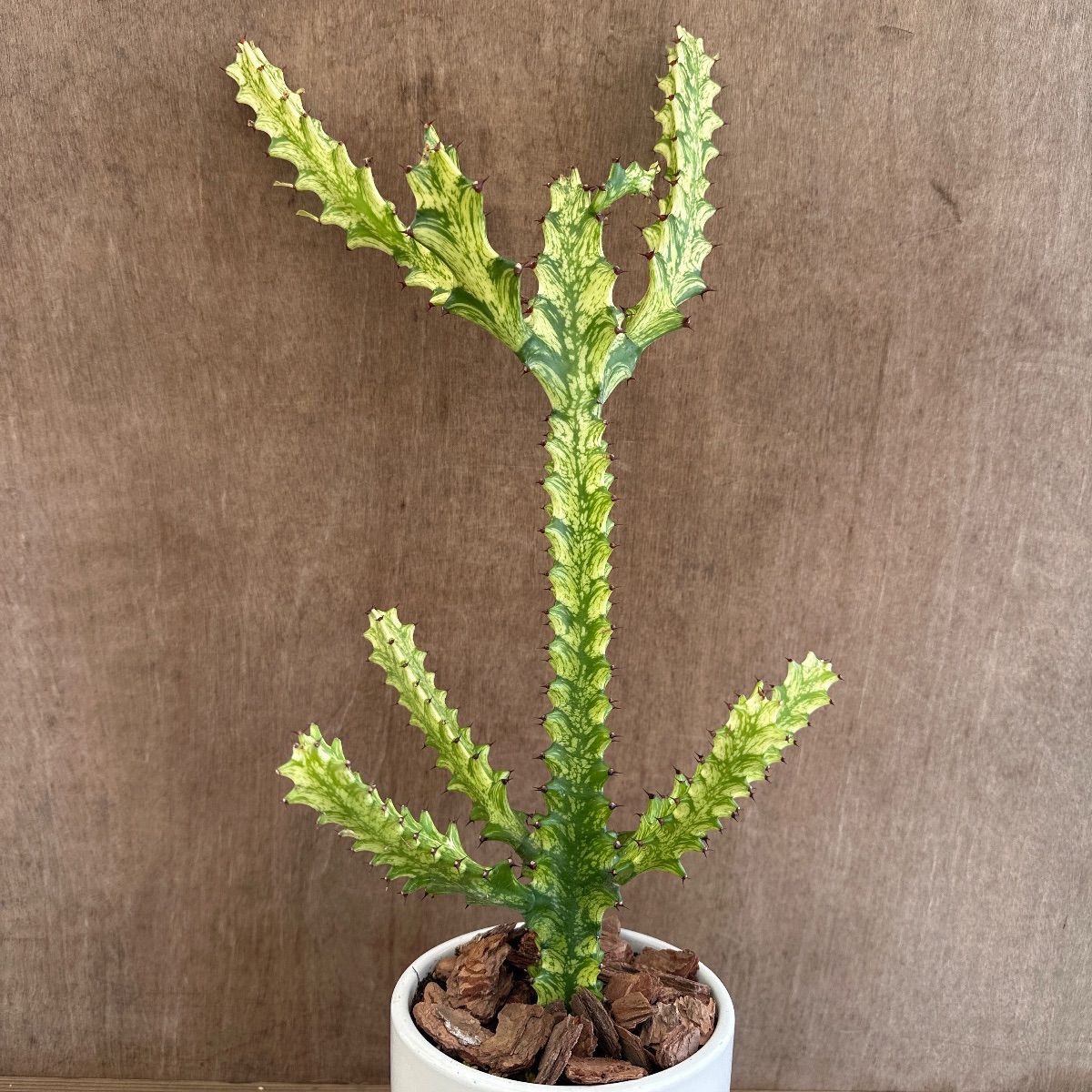 ユーフォルビア トリゴナ 黄斑 現品 陶器鉢 Euphorbia trigona yellow