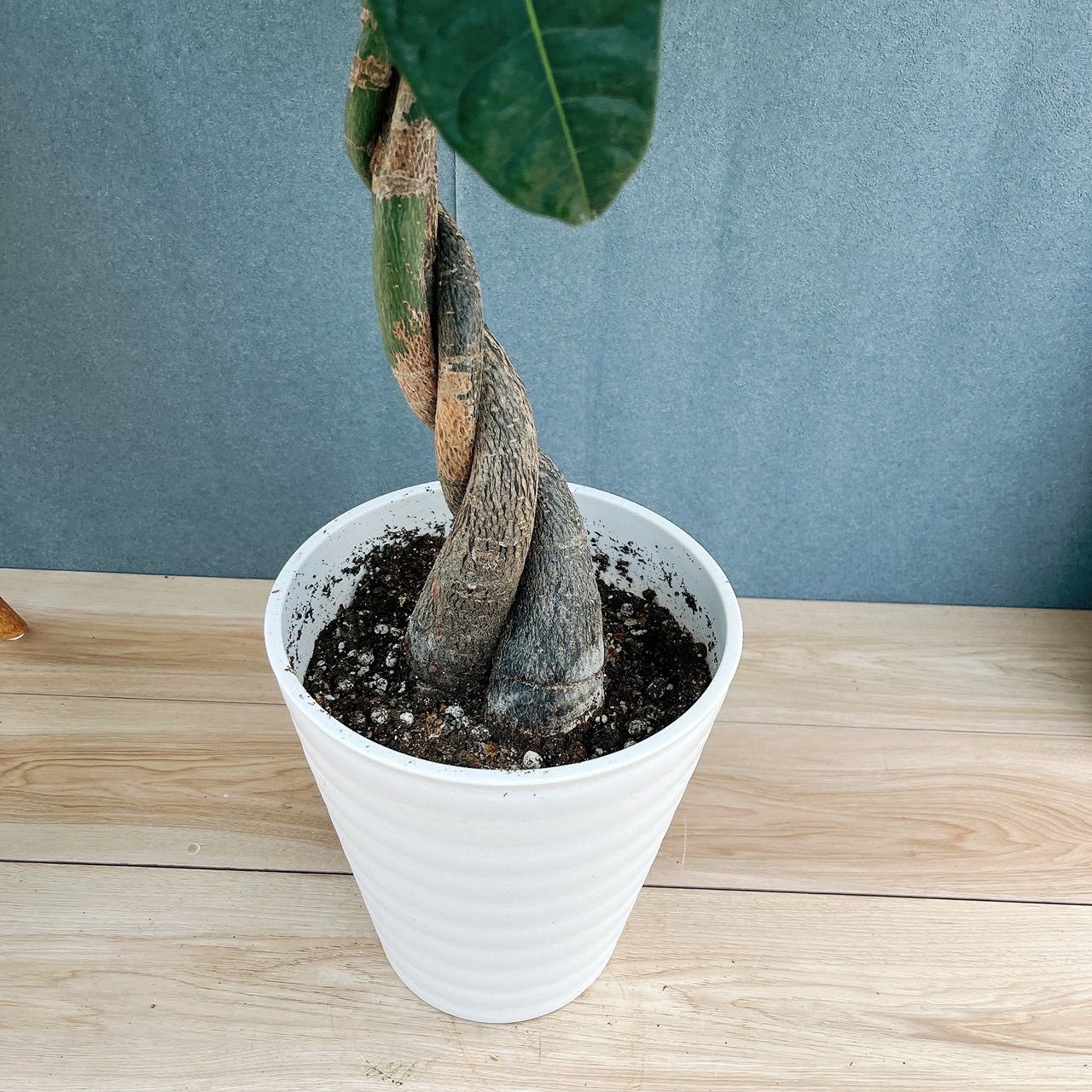 現品］5番 パキラ 編み込み 8号 観葉植物 おしゃれ 室内 大型 ねじり