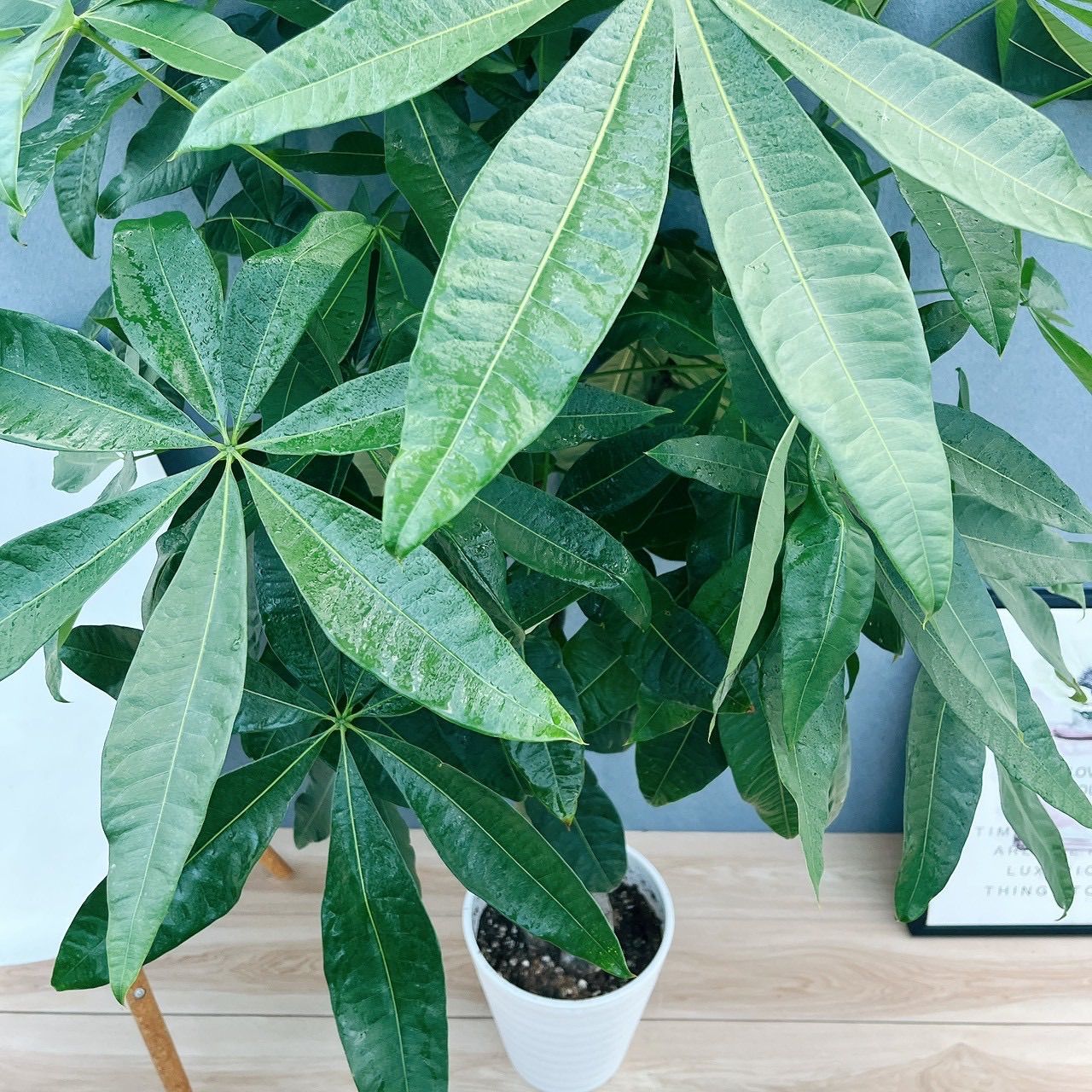 現品］5番 パキラ 編み込み 8号 観葉植物 おしゃれ 室内 大型 ねじり