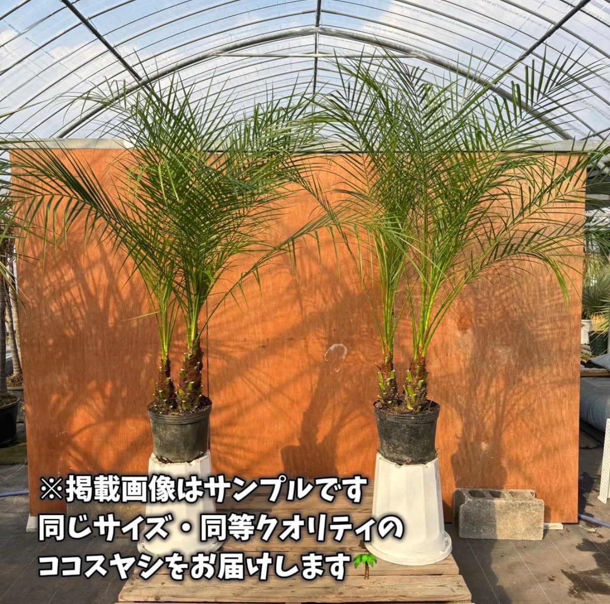 🌴フェニックス・ロベレニー🌴 【3本立ち】2本セット✨ポット入り