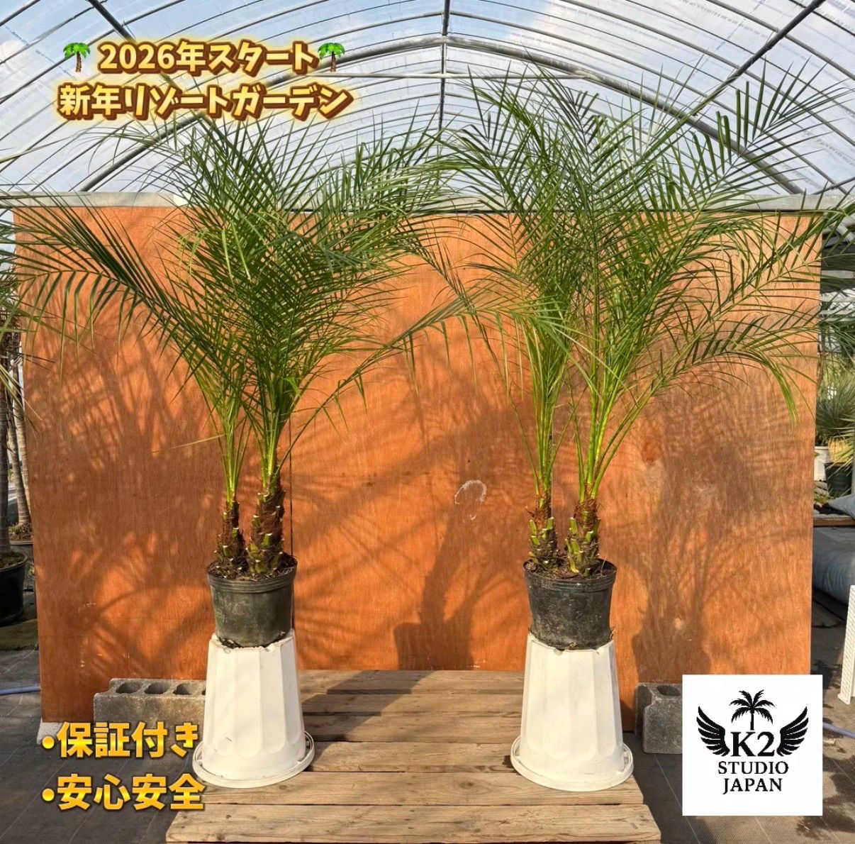 🌴フェニックス・ロベレニー🌴 【3本立ち】2本セット✨ポット入り