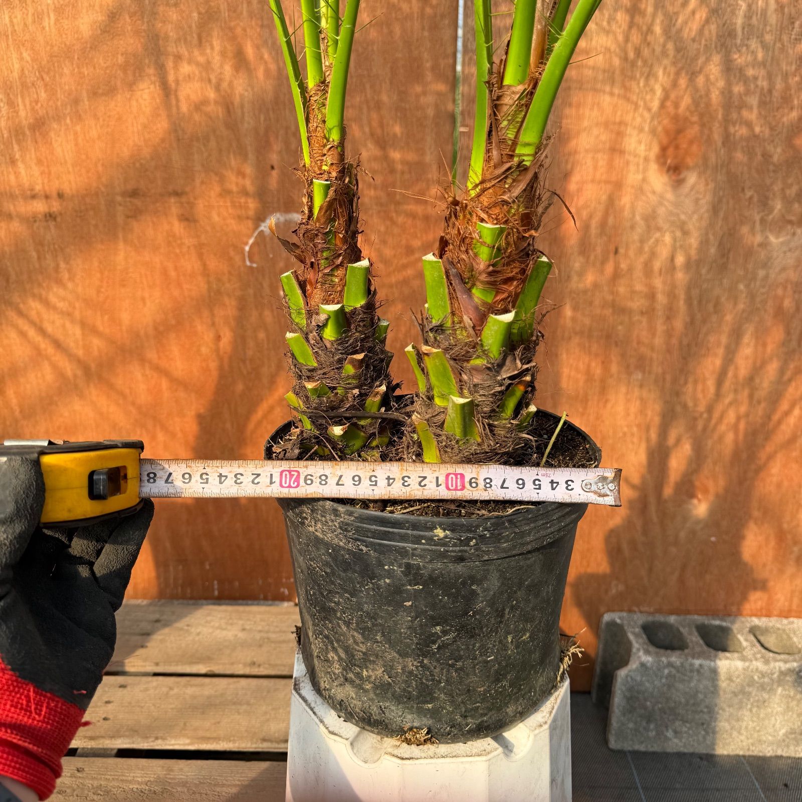 🌴フェニックス・ロベレニー🌴 【3本立ち】2本セット✨ポット入り