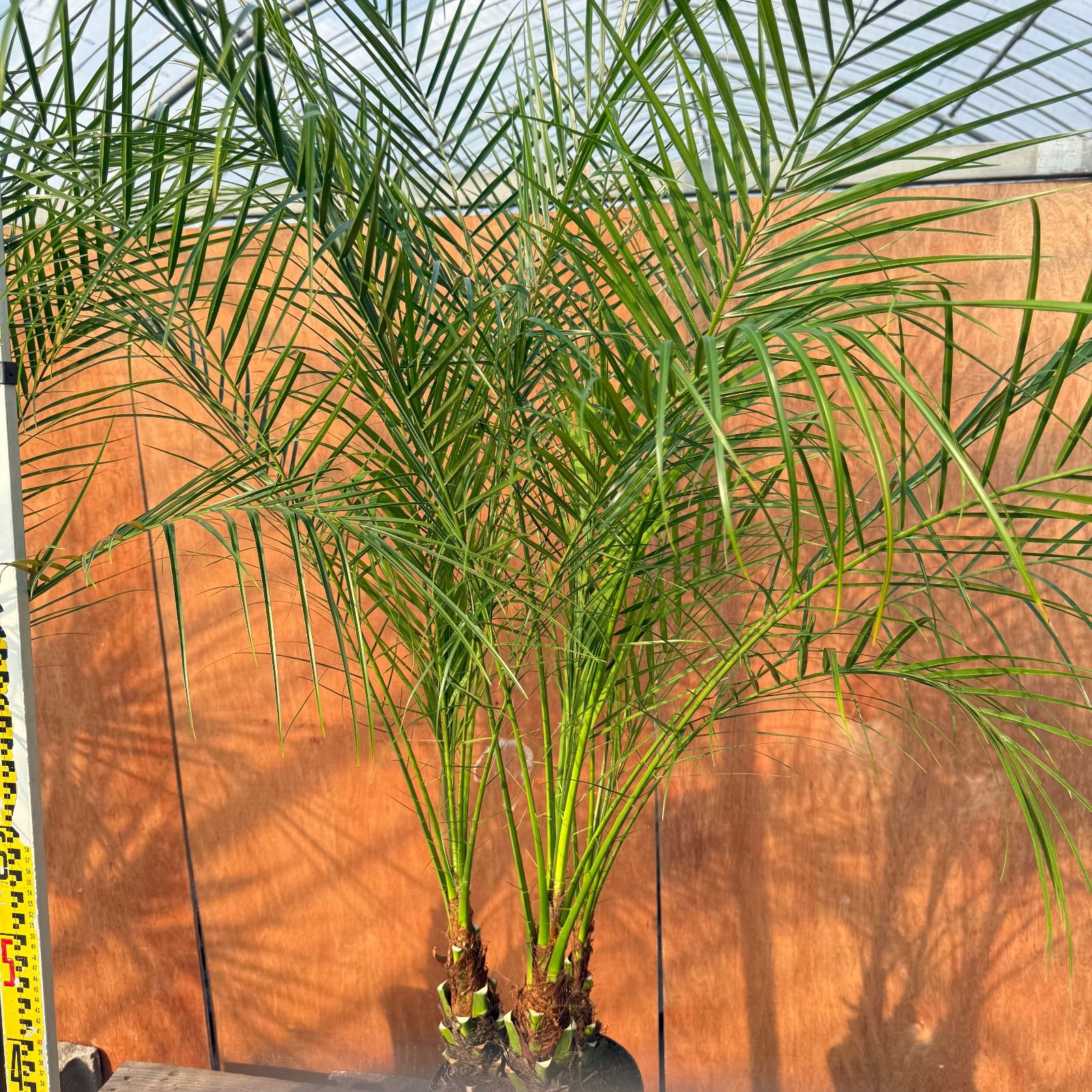 🌴フェニックス・ロベレニー🌴 【3本立ち】2本セット✨ポット入り