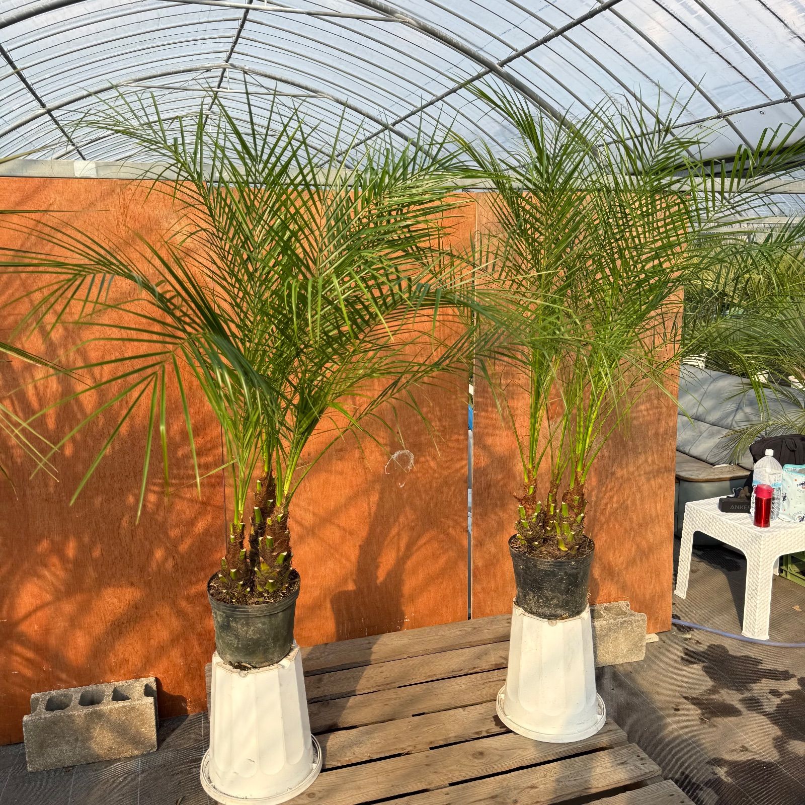 🌴フェニックス・ロベレニー🌴 【3本立ち】2本セット✨ポット入り