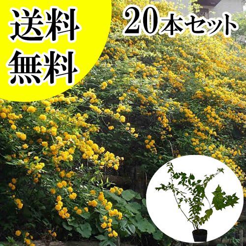 【20本セット】ヤエヤマブキ樹高0.4m前後15cmポット