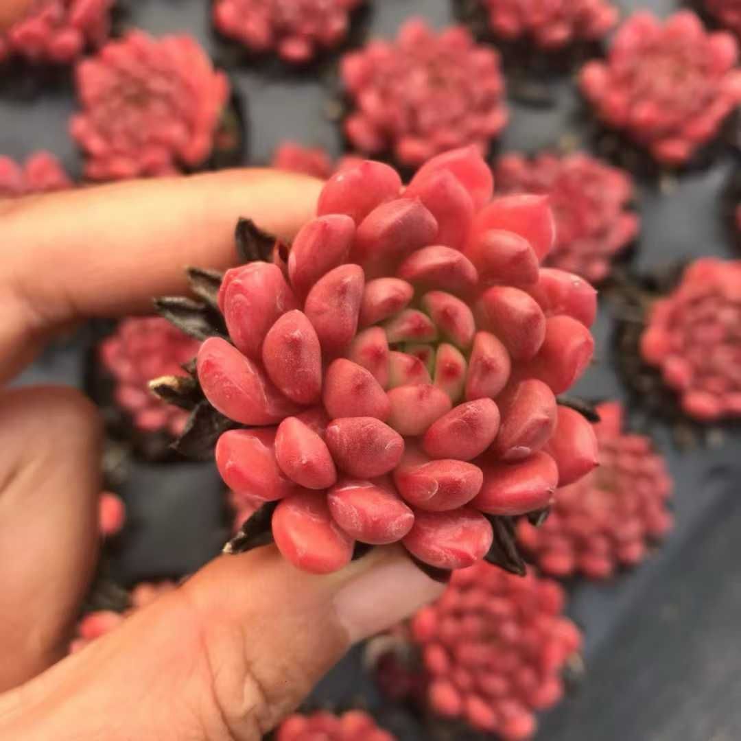 ルビー X368×50苗 土付き 新入荷 多肉植物 詰め合わせ エケベリア