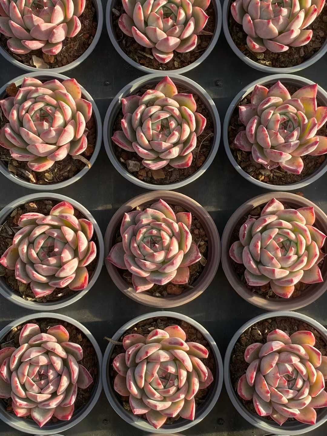 18株の抜き苗セット】レッドシュガー 多肉植物 佐川急便発送