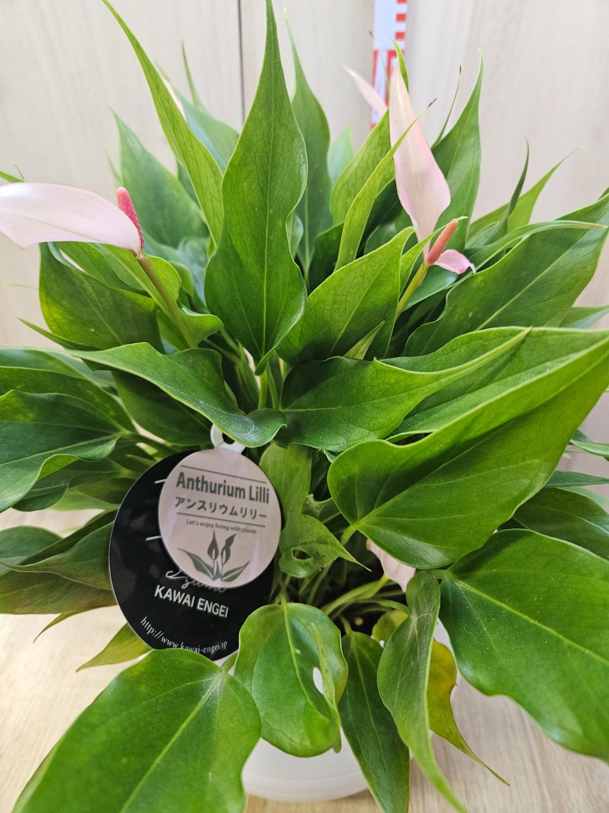 アンスリウム リリー4 底面給水プラ鉢 - メルカリ
