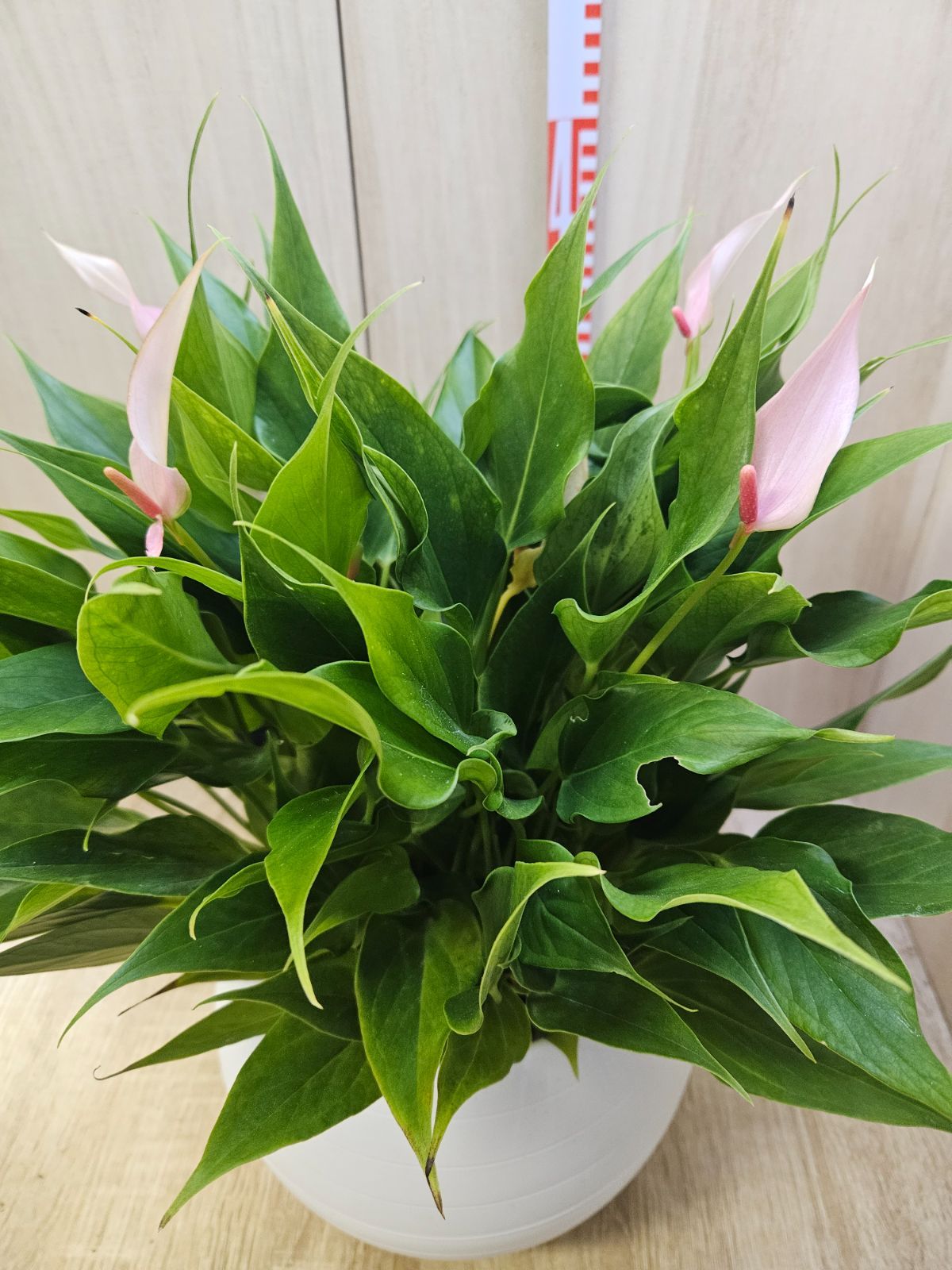 アンスリウム リリー4 底面給水プラ鉢 - メルカリ