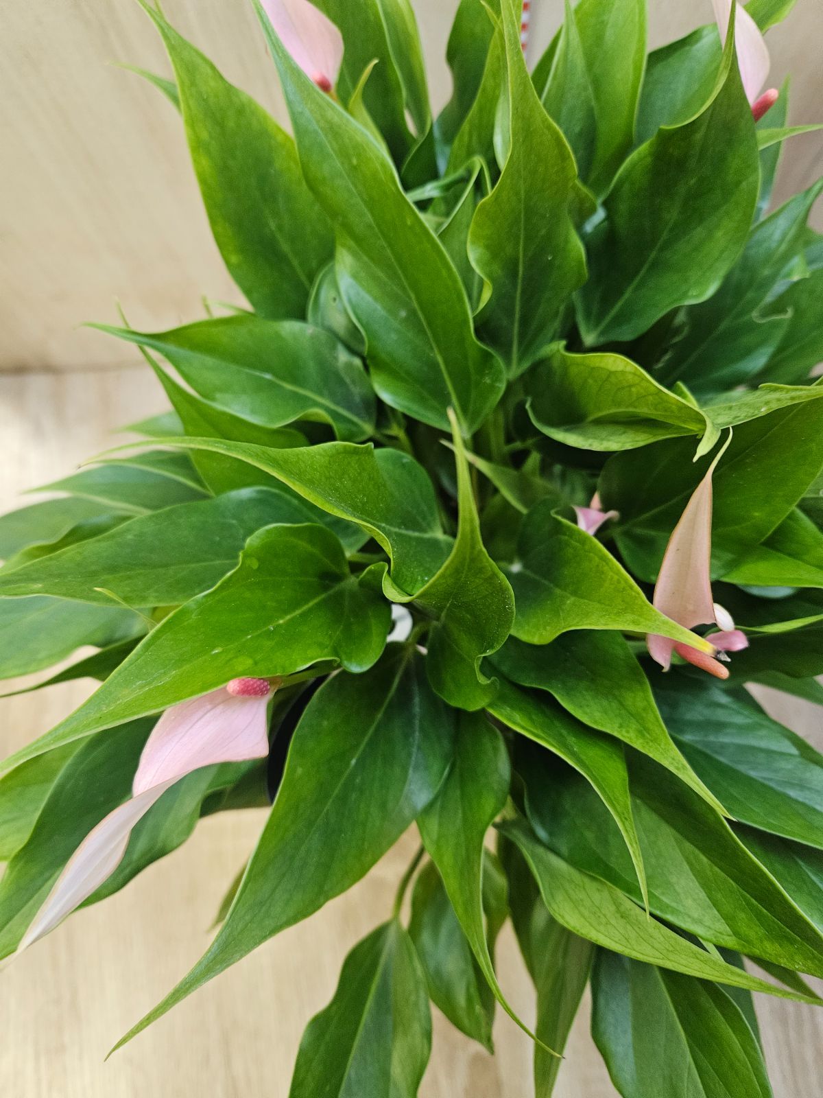 アンスリウム リリー4 底面給水プラ鉢 - メルカリ