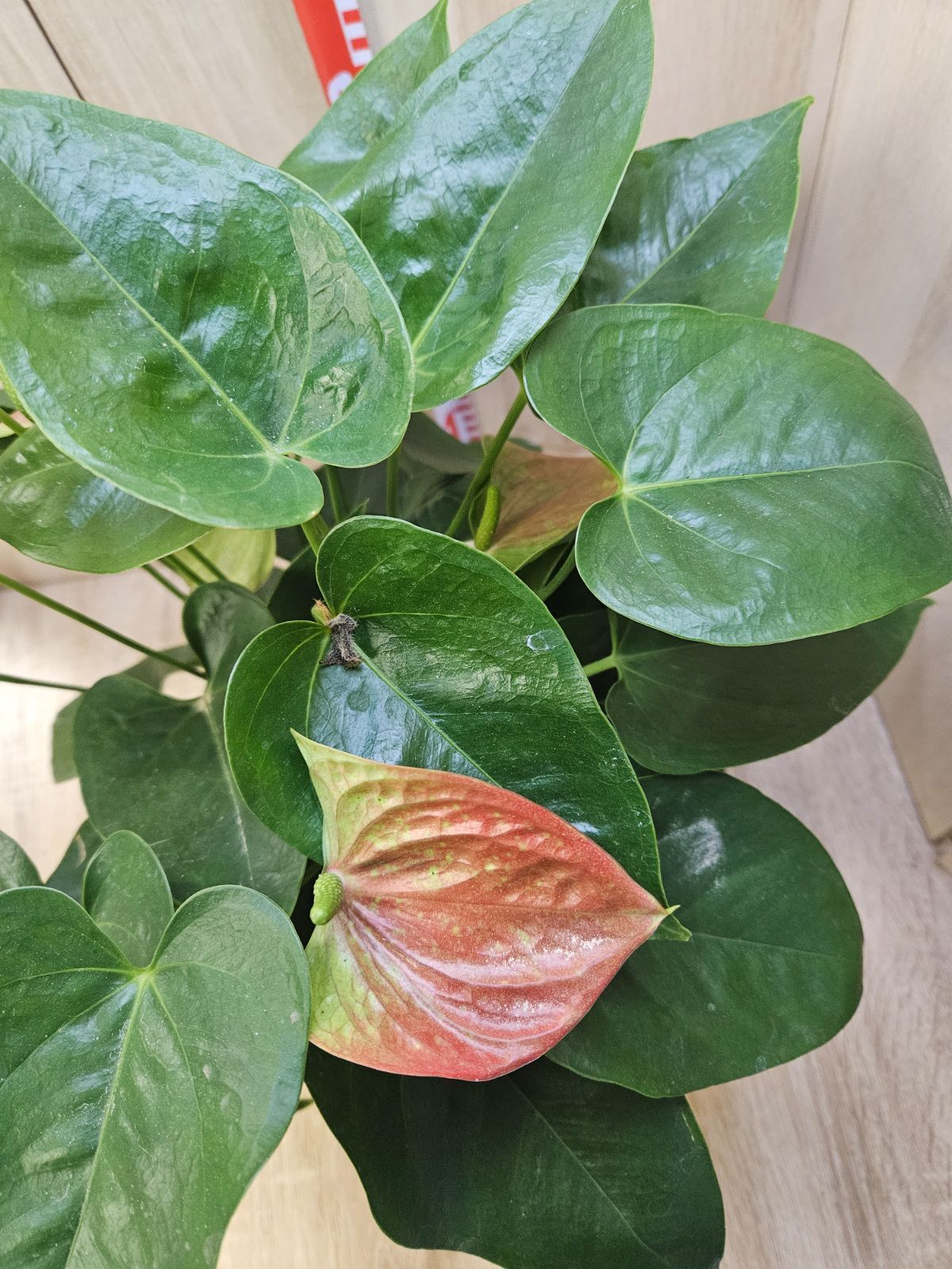 アンスリウム カリブレイリー 約3.5号鉢 No.002 鉢、送料込 メルカリ便