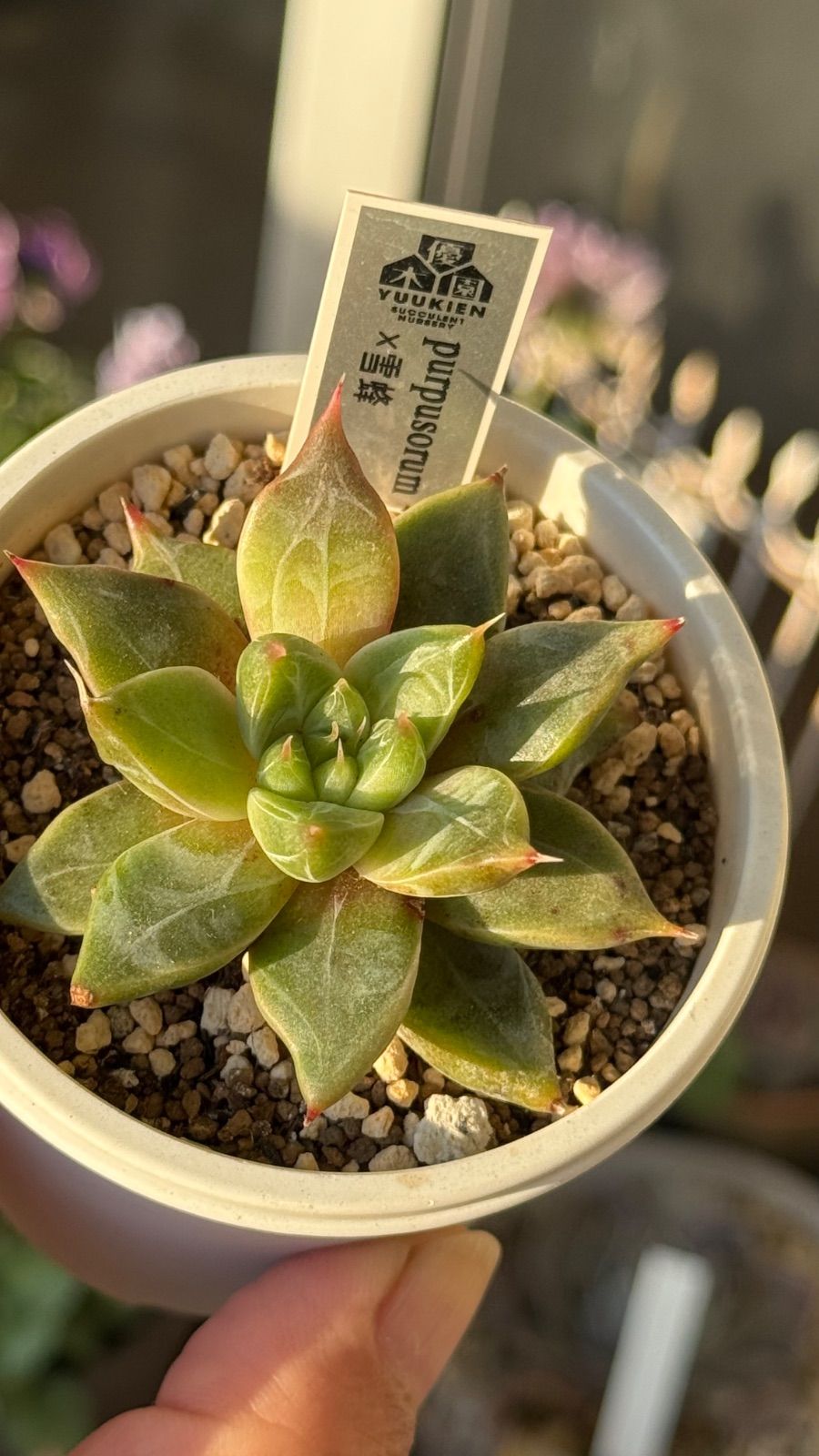 多肉植物 優木園さん苗 purposorum x 雪蜂 札付き - メルカリ