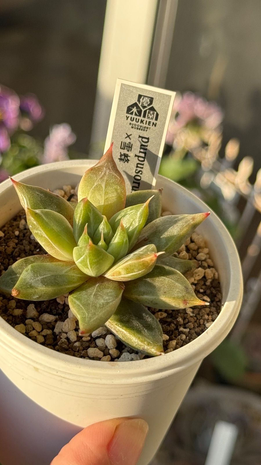 多肉植物 優木園さん苗 purposorum x 雪蜂 札付き - メルカリ