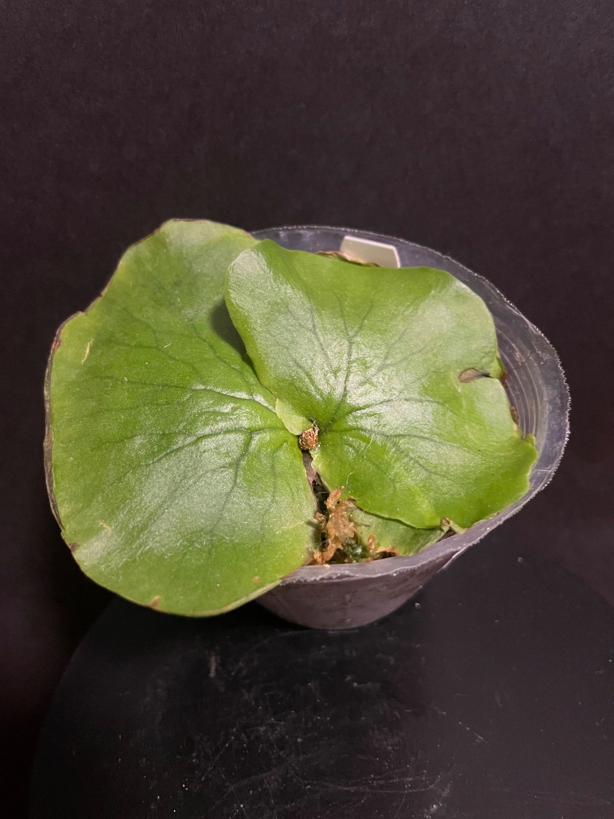 良株】ビカクシダ コロナリウム シンシン - メルカリ