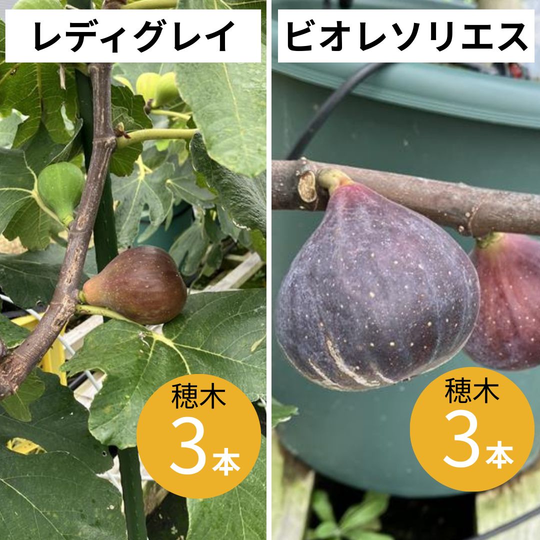 イチジク レディグレイ ビオレソリエス 穂木 計6本 - メルカリ