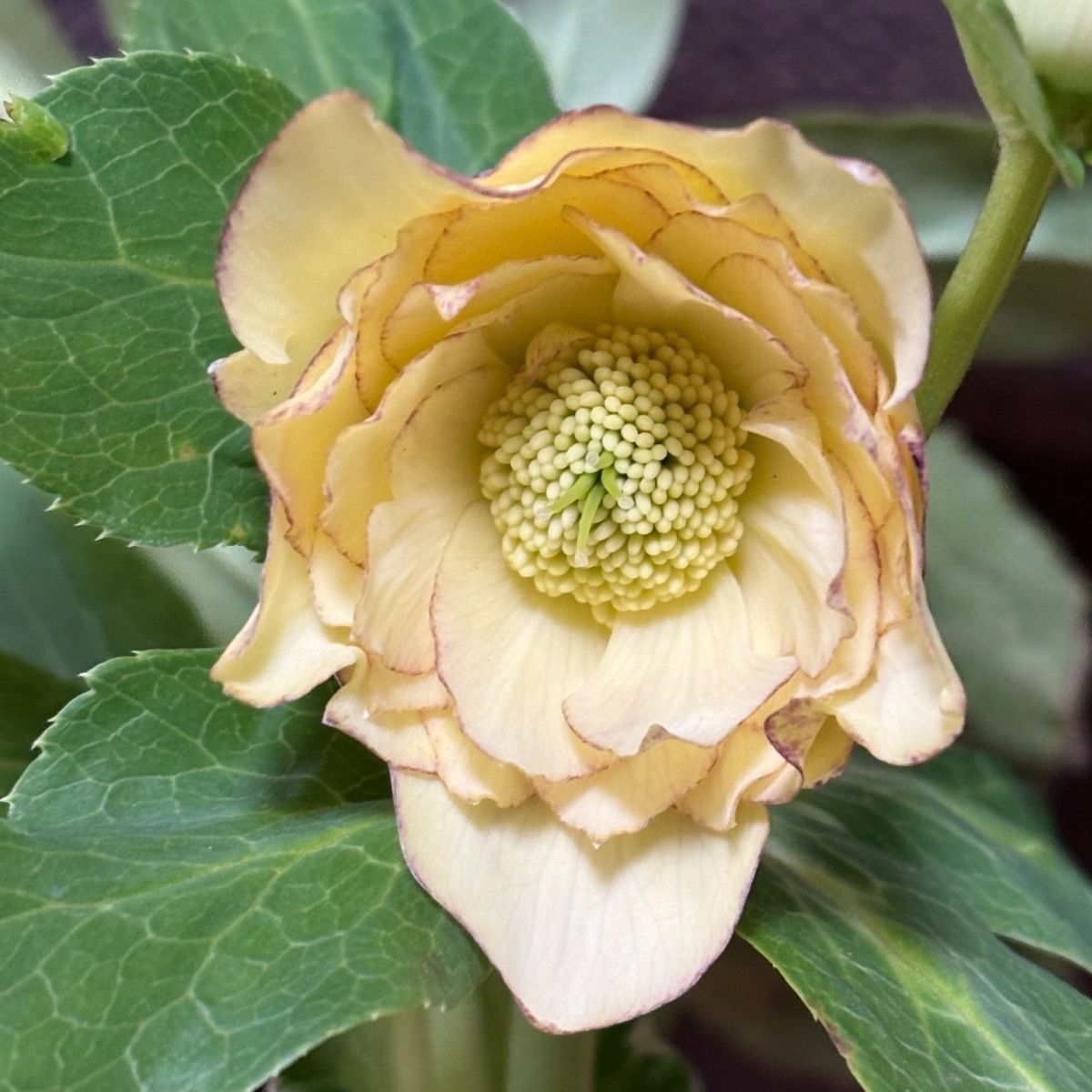 クリスマスローズ開花‼️14 イエローピコティダブル - メルカリ