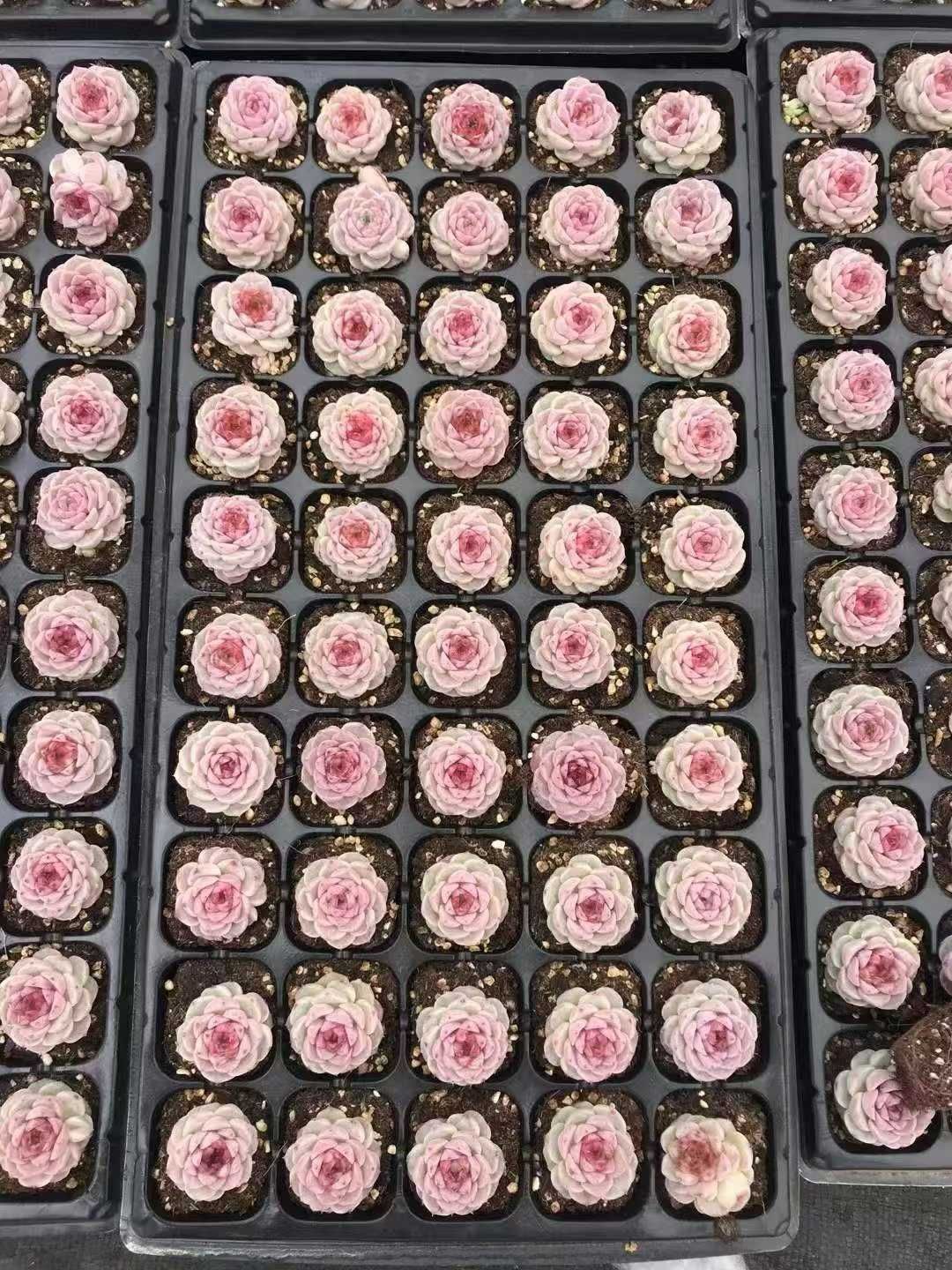 新発売 X369 ビロード 50苗セット 土と根付き 多肉植物 エケベリア