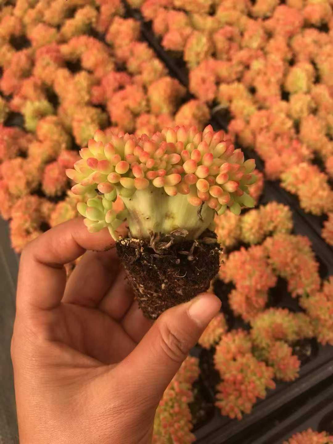 新発売 X371 レッドオレンジ石化 50苗セット 土と根付き 多肉植物