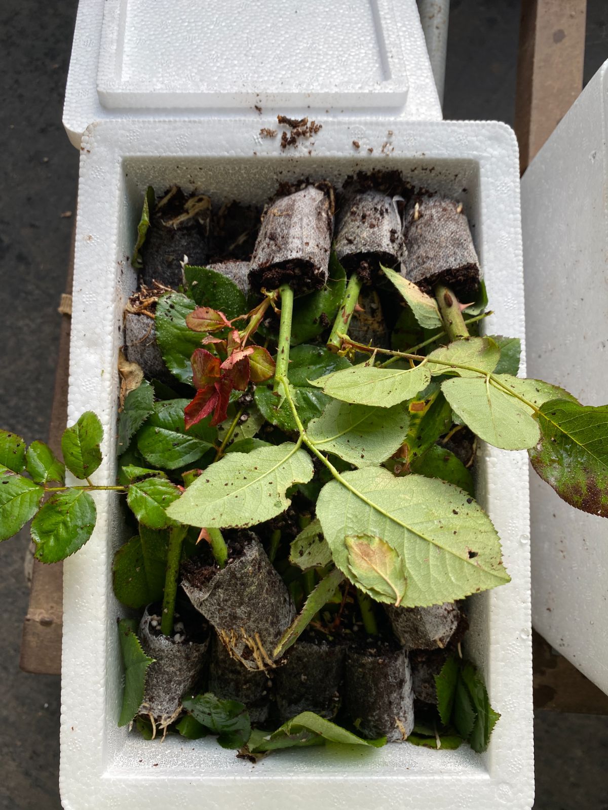 MG2 キュートポーセリン バラ苗 プラグ苗 65苗セット 土・根付き 佐川