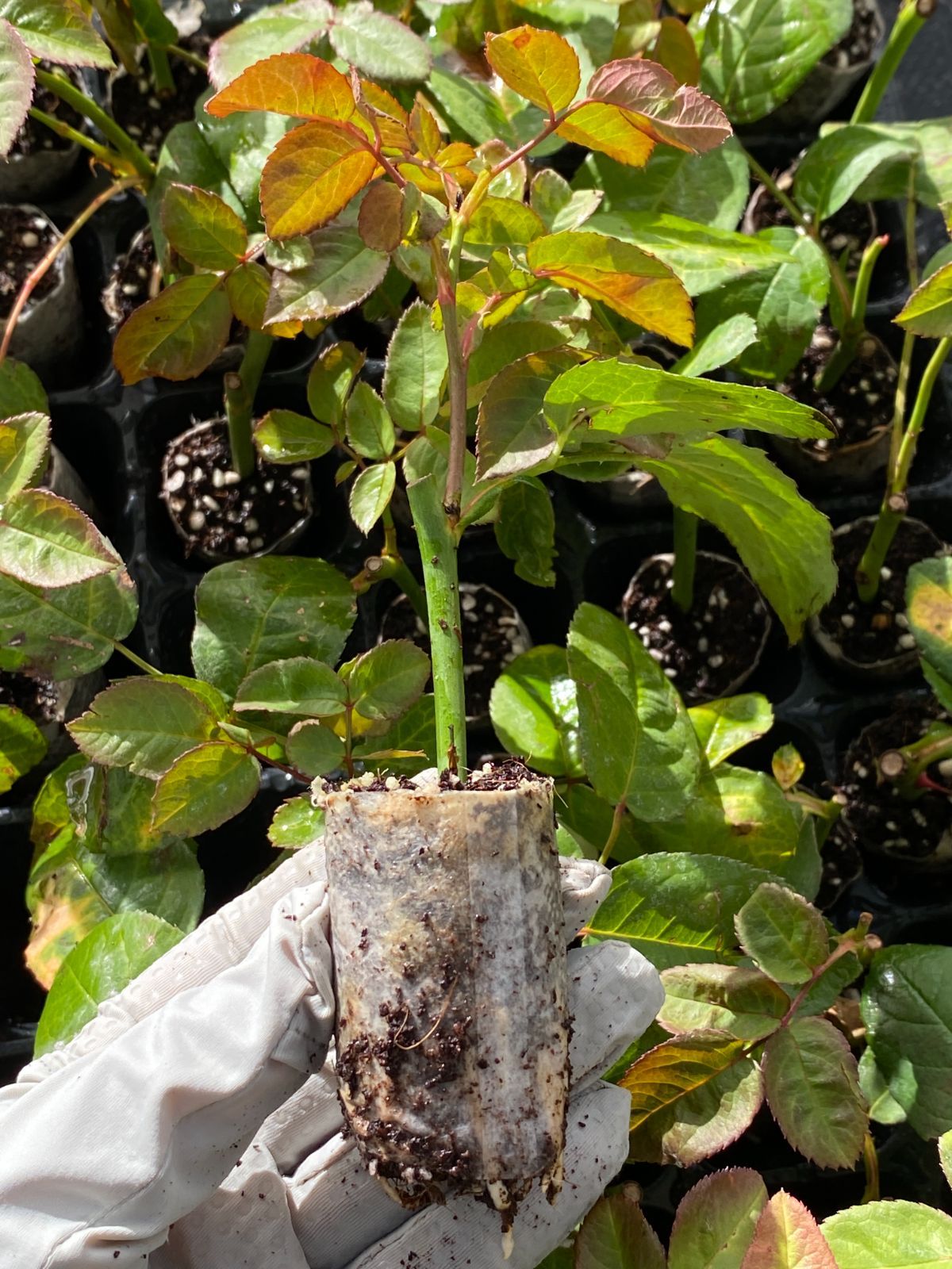 MG2 キュートポーセリン バラ苗 プラグ苗 65苗セット 土・根付き 佐川