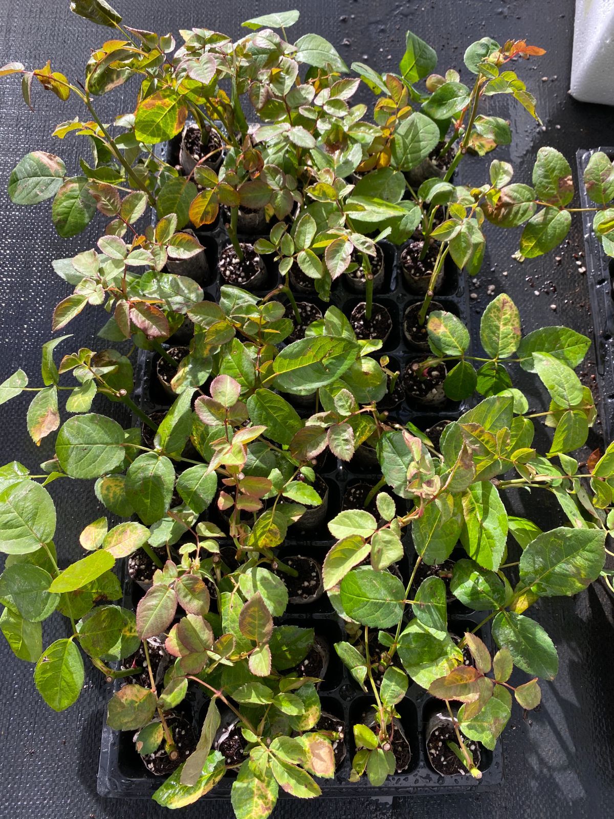 MG2 キュートポーセリン バラ苗 プラグ苗 65苗セット 土・根付き 佐川