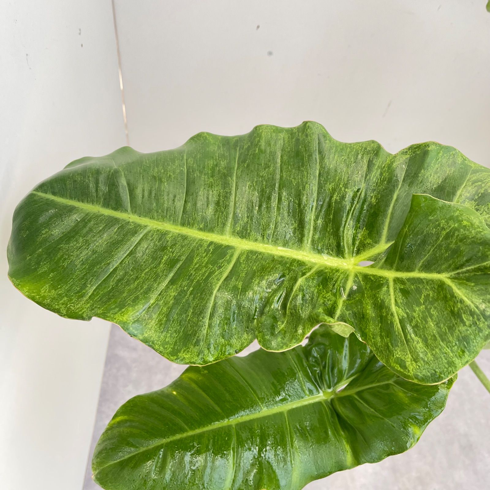 フィロデンドロン パライソベルデ 斑入り 2【現品】☆希少☆ 観葉植物