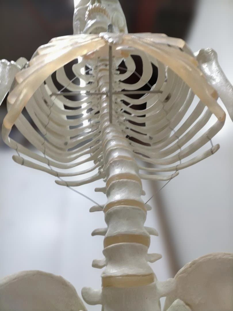 送料無料】3B Scientific 骨格模型 等身大 スタンド付き 医療模型 解剖