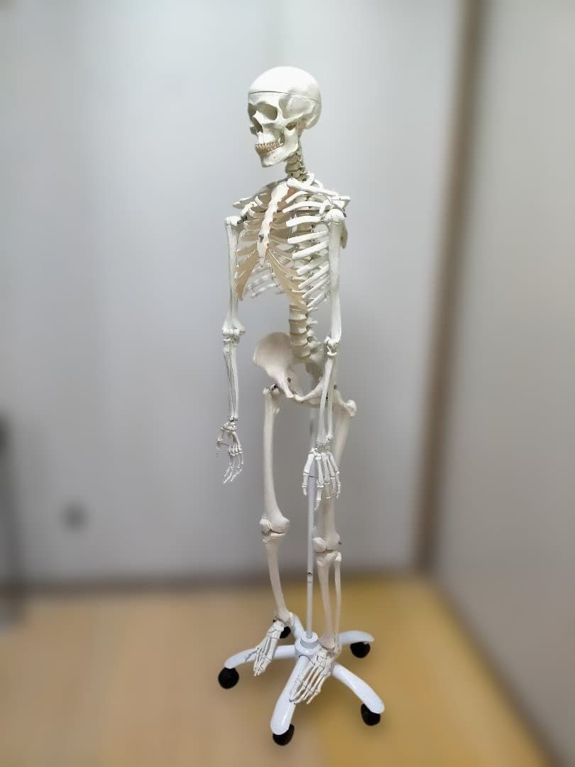 骨模型 3b scientific gmbh 等身大 Amazon.co.jp: 等身大の全身骨格模型 スタン・標準型骨格モデル，吊り