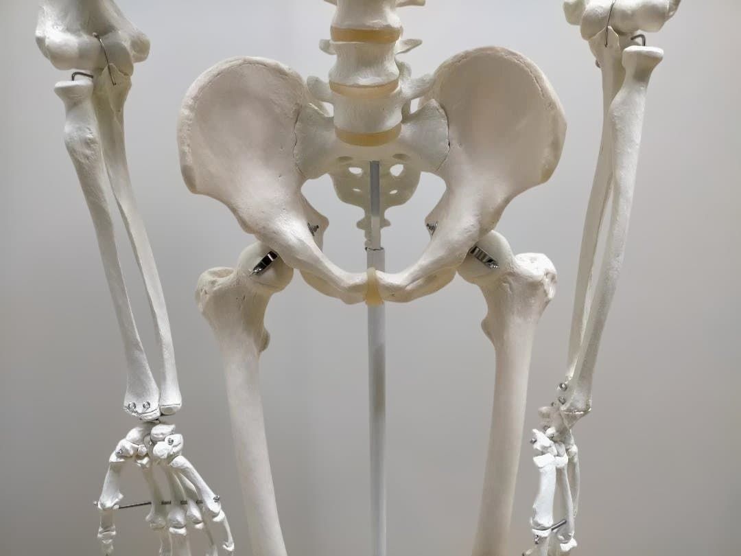 送料無料】3B Scientific 骨格模型 等身大 スタンド付き 医療模型 解剖