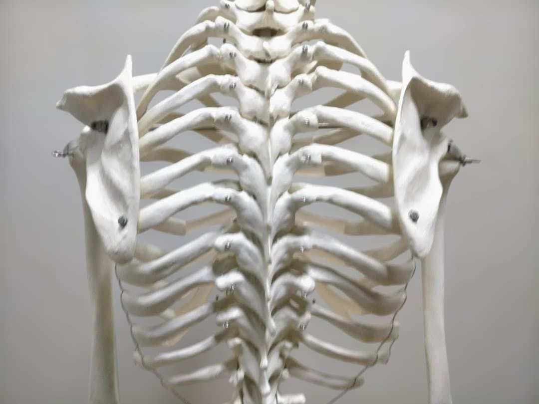 送料無料】3B Scientific 骨格模型 等身大 スタンド付き 医療模型 解剖