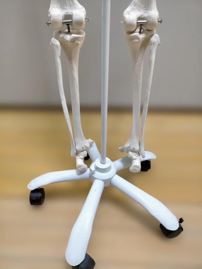 送料無料】3B Scientific 骨格模型 等身大 スタンド付き 医療模型 解剖