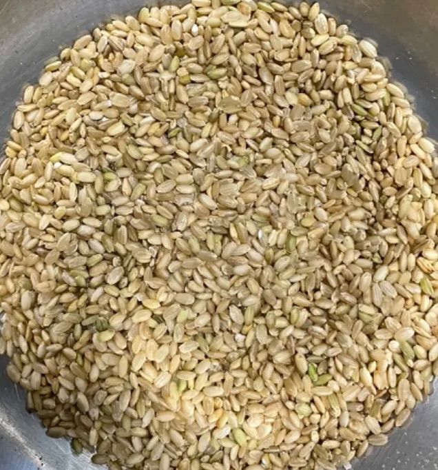 飼料用　屑米　小米 屑米 小米 くず米 砕け米 飼料用 24㎏キロ 鳥のエサなどに ※食用ではご