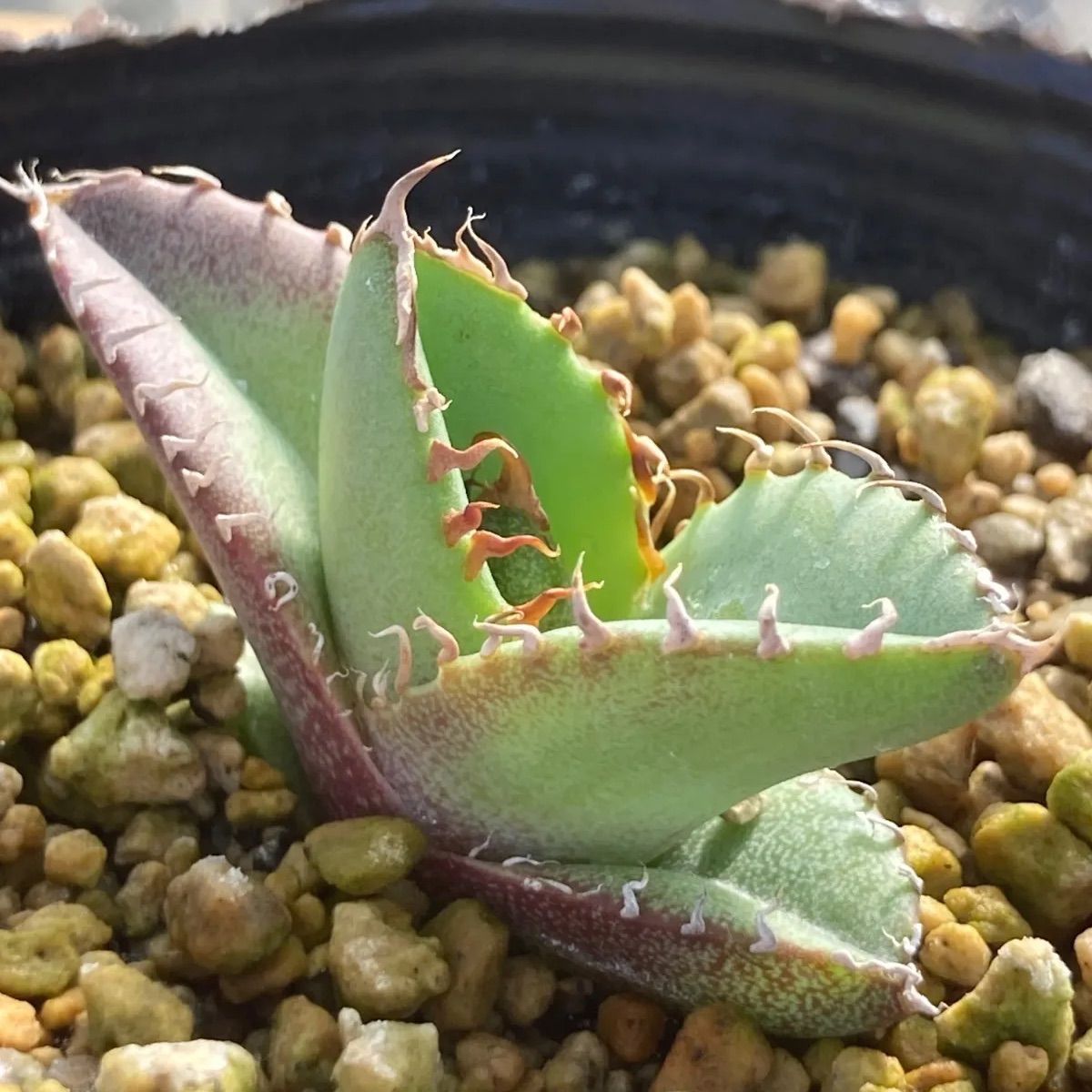 現物》アガベ オテロイ 狂棘 大株 特選株 No.7871 2号 国内実生 【