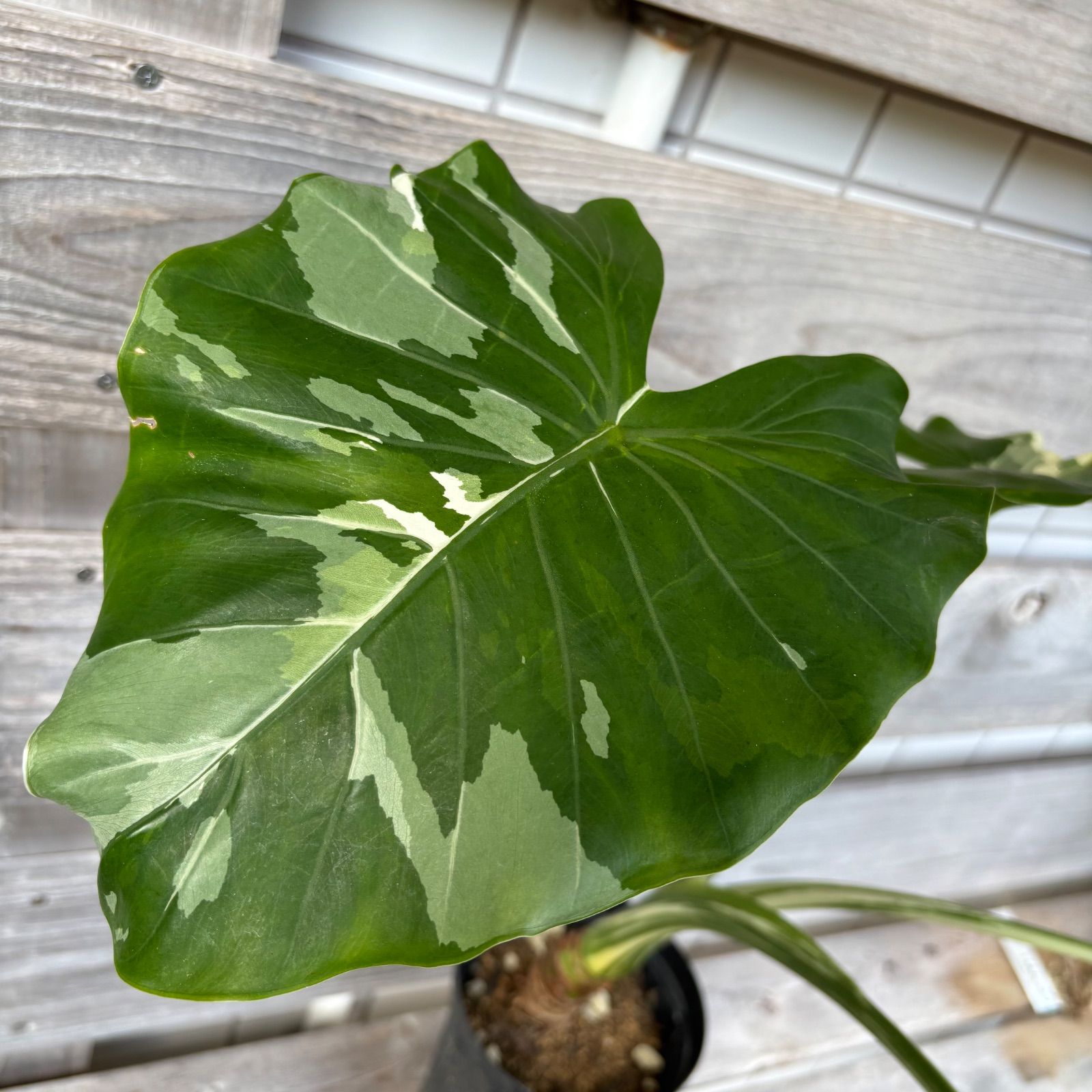 幹立ち クワズイモ 斑入り - メルカリ