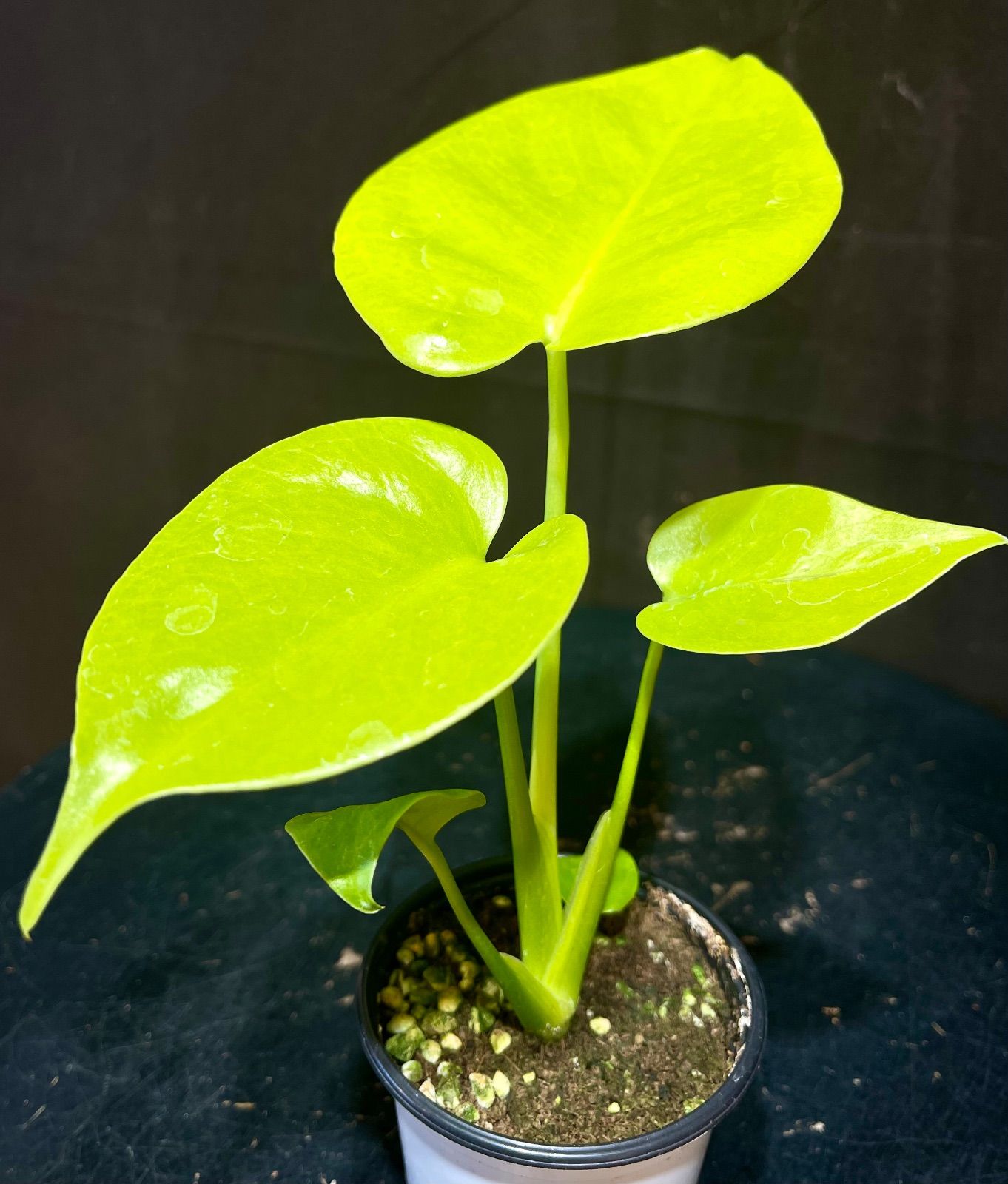 Monstera Deliciosa Super Golden モンステラ デリシオーサ黄金葉