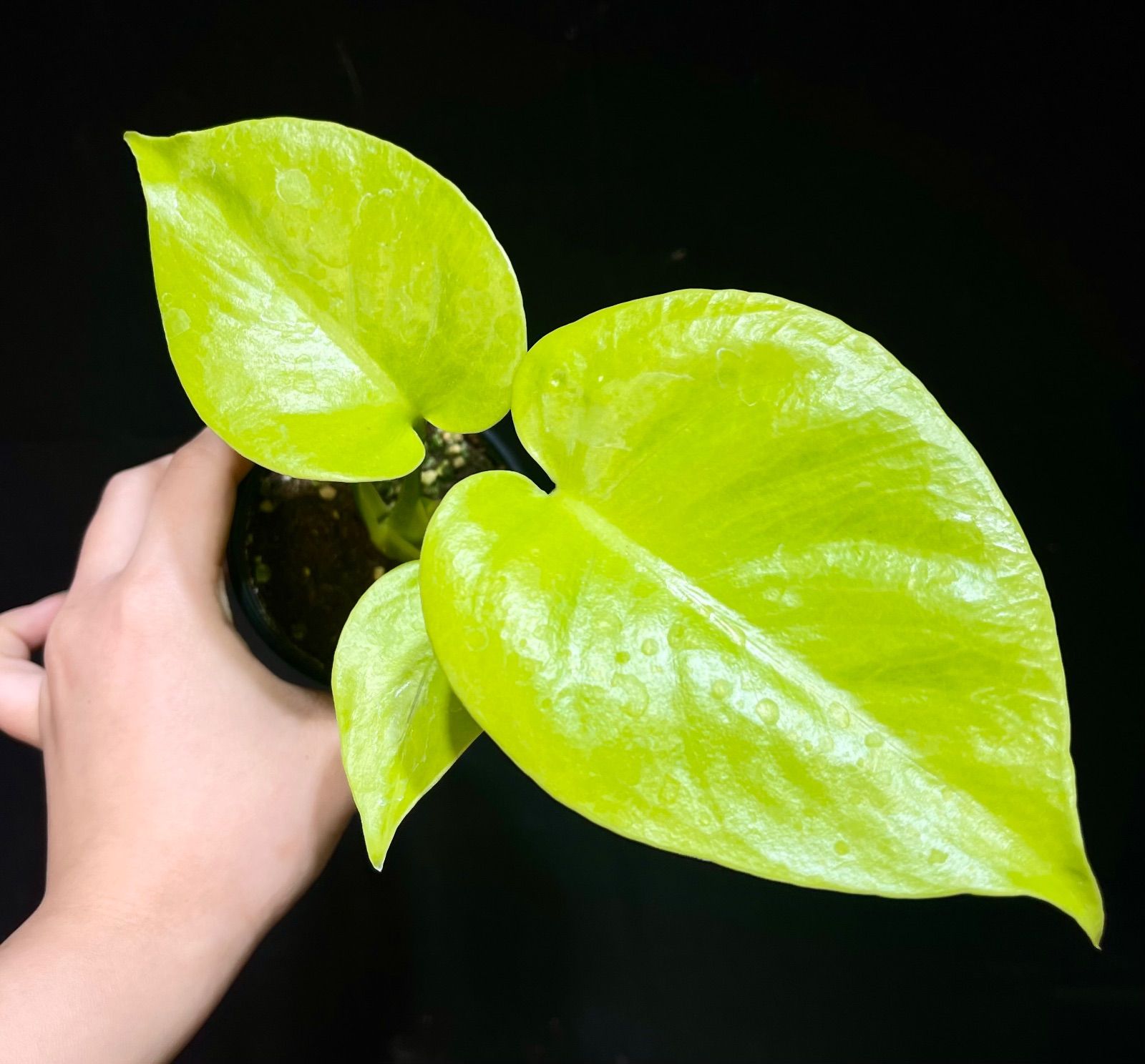 Monstera Deliciosa Super Golden モンステラ デリシオーサ黄金葉