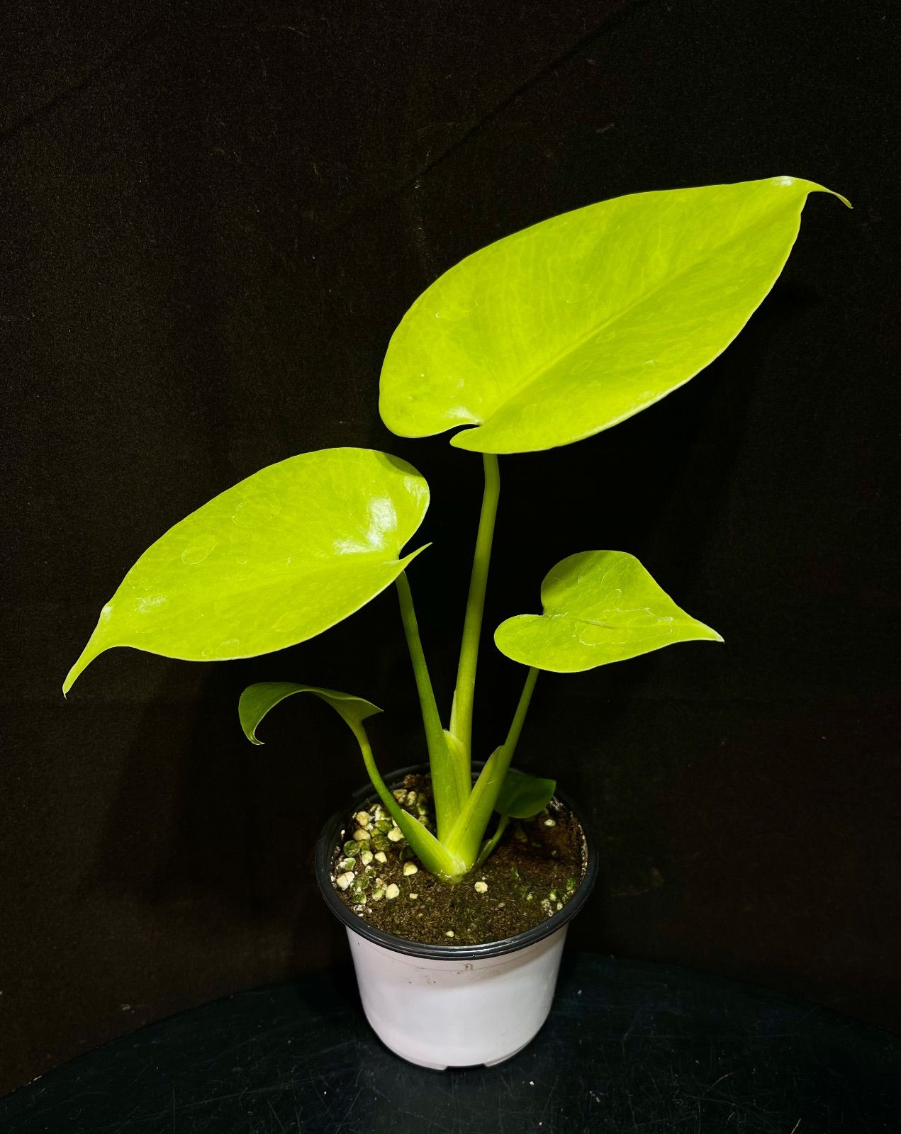 Monstera Deliciosa Super Golden モンステラ デリシオーサ黄金葉