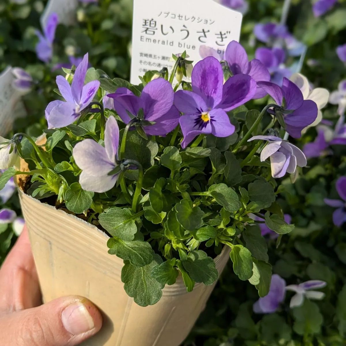 トコシエコウの花畑 566 330 ポット発送メルカリ便 トコシエコウの花畑