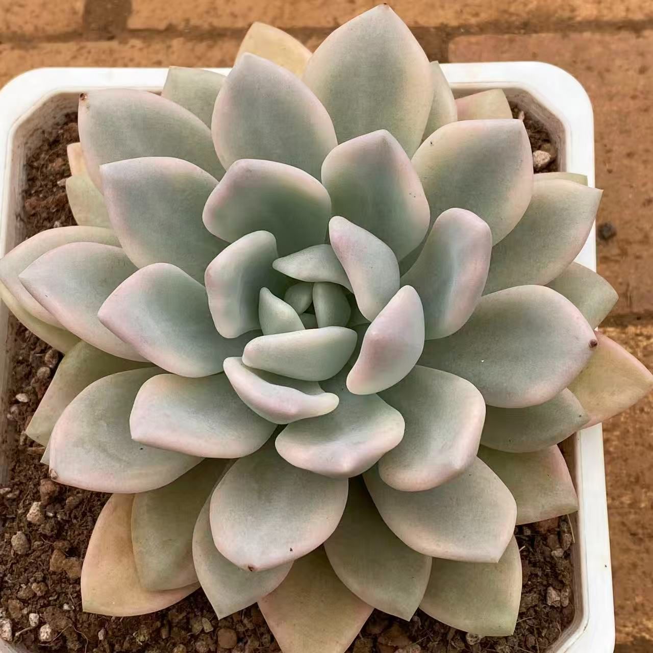 4株の抜き苗セット】オパリナ錦 多肉植物 佐川急便発送 エケベリア