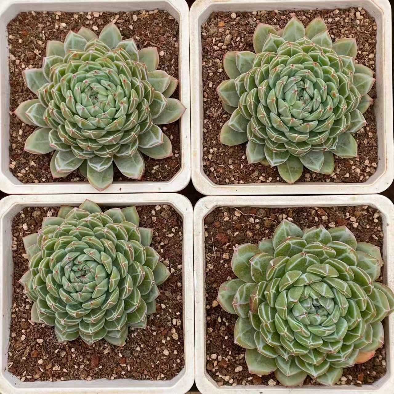 4株の抜き苗セット】スノー・ジェニー 多肉植物 佐川急便発送