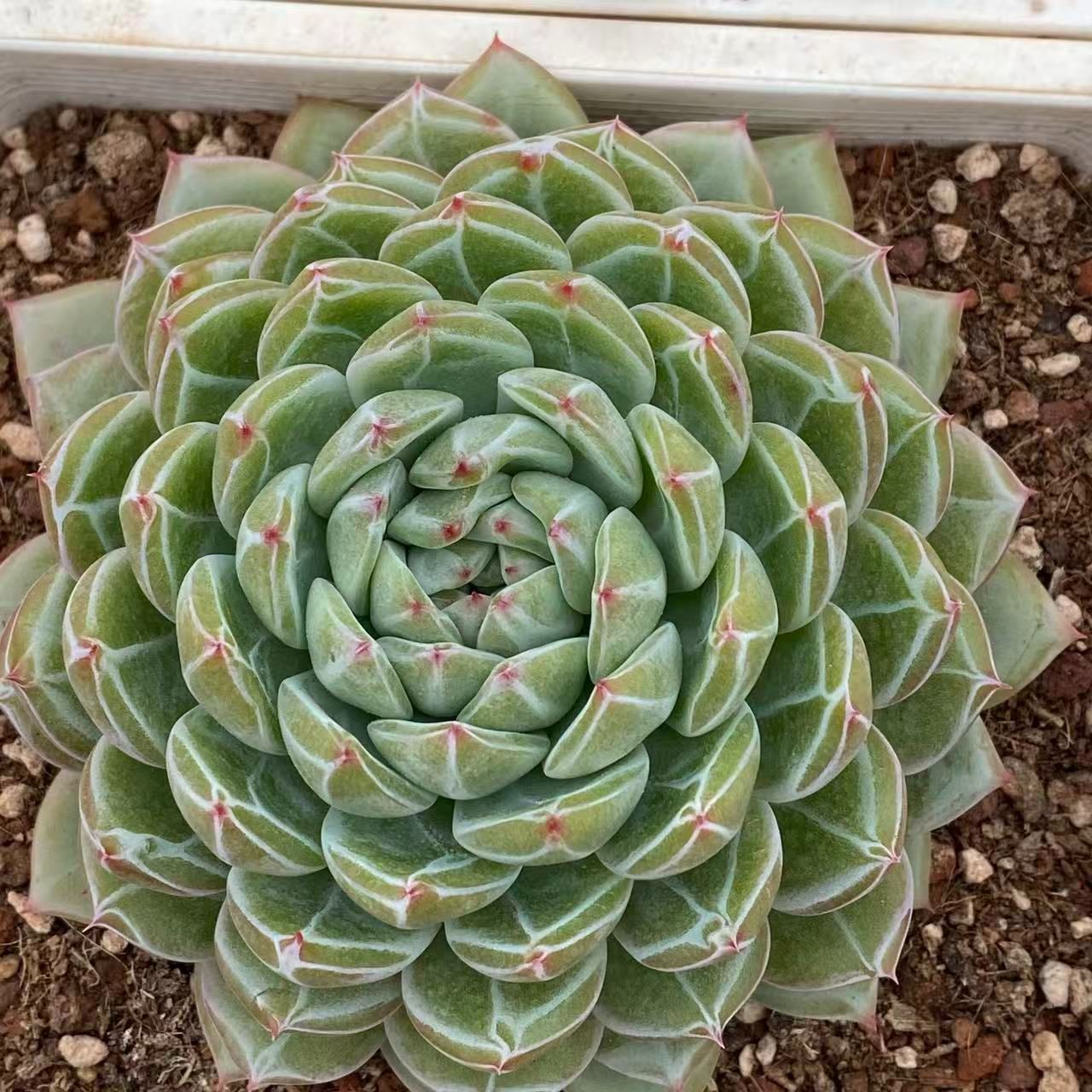 4株の抜き苗セット】スノー・ジェニー 多肉植物 佐川急便発送