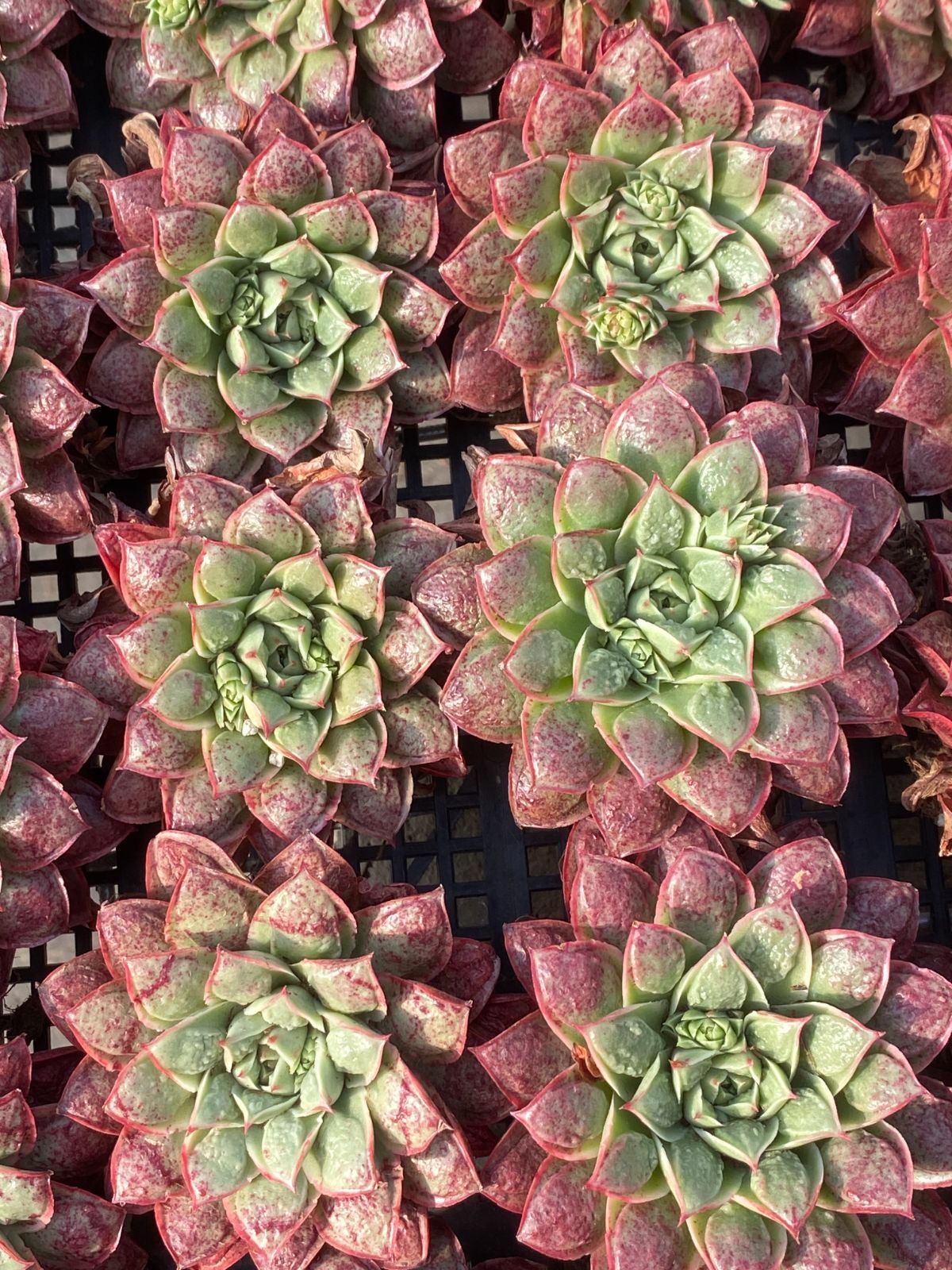 18株の抜き苗セット】ハートチョイス 多肉植物 佐川急便発送