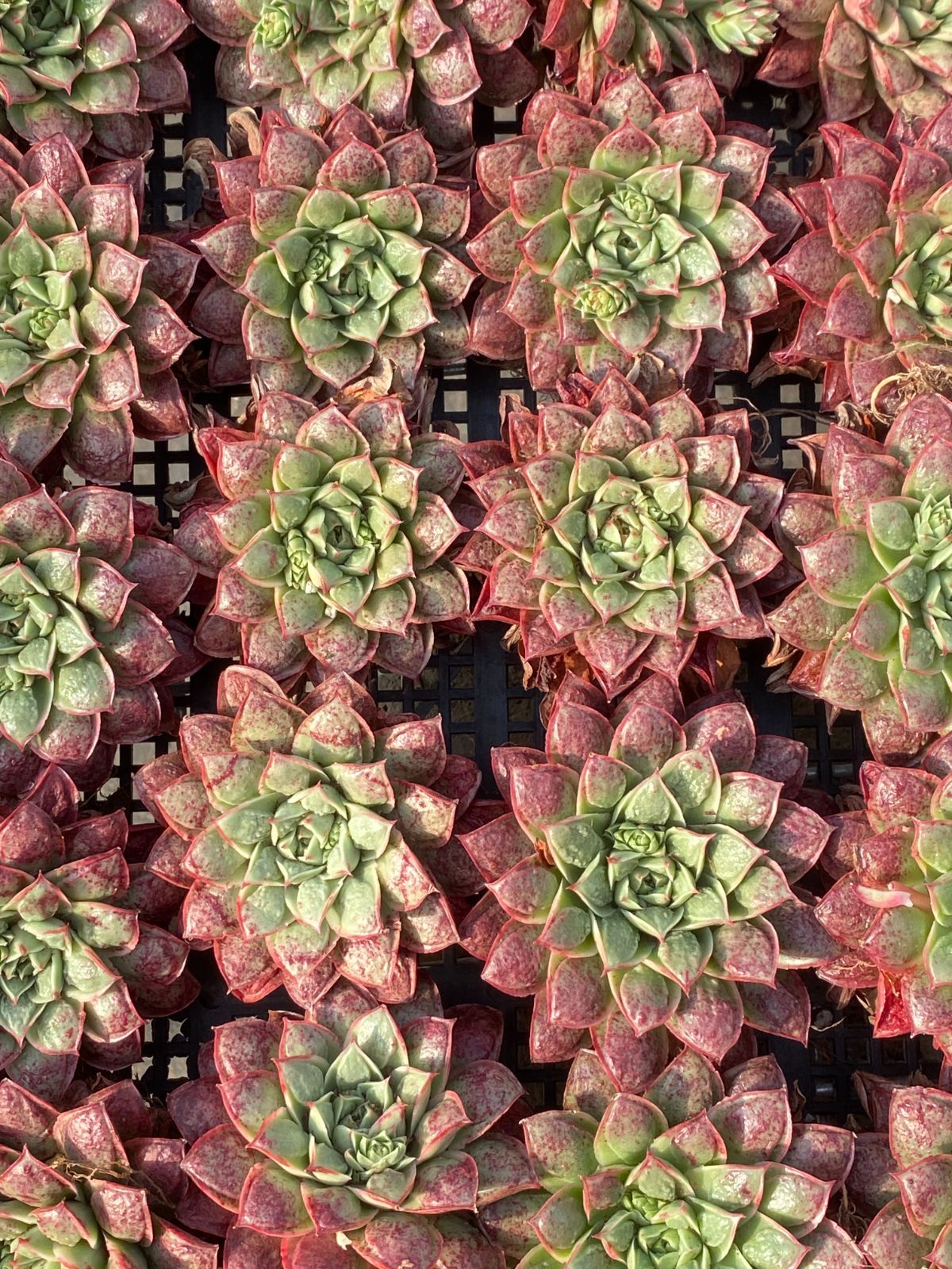 18株の抜き苗セット】ハートチョイス 多肉植物 佐川急便発送