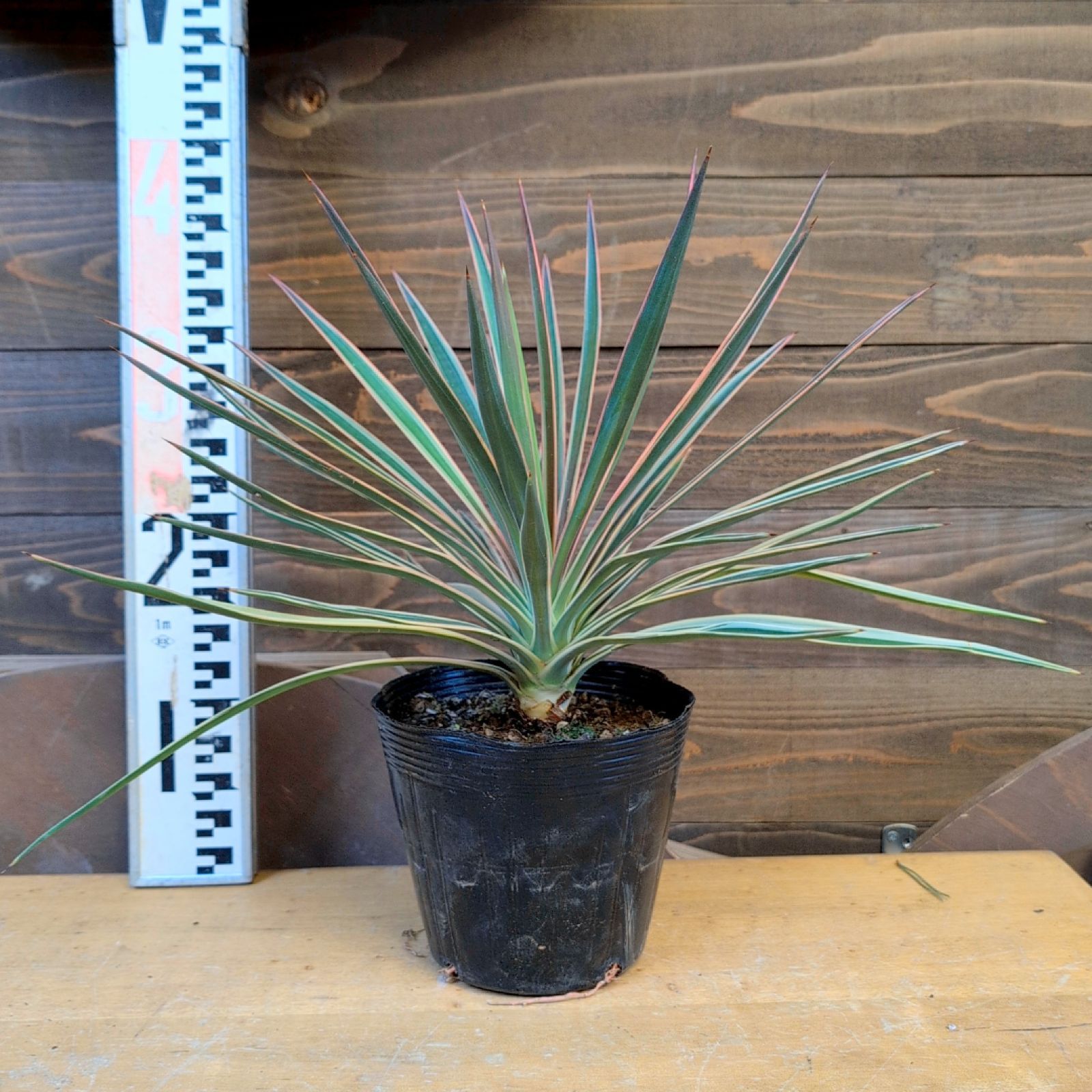 ユッカ アロイフォリア 斑入り【 1鉢販売おまかせ特価 】鉢のまま発送